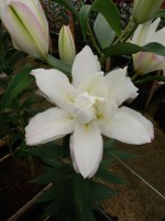 [5303 Snowboard No01.JPG]